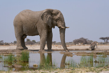 Fototapeta premium Large male African Elephant (Loxodonta africana) at a waterhole in Onguma Nature Reserve abutting Etosha National Park, Namibia