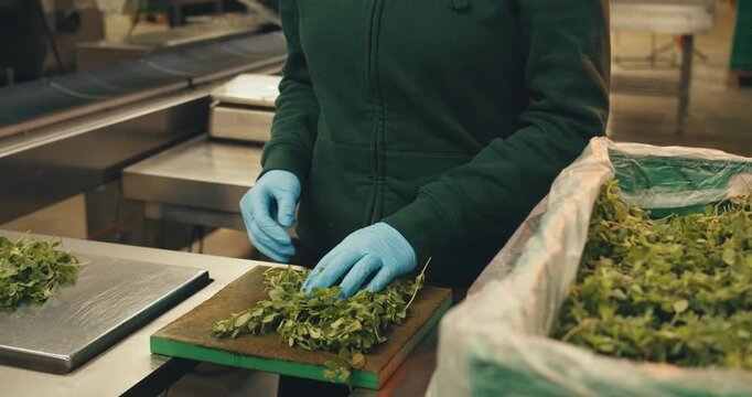 close-up marjoram in hands of worker in protective gloves. stages of work preparation for work at plant herbs spices. large-scale production of processing fresh greens herbs for sale packaging sorting