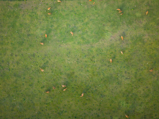 Obraz premium Aerial top down view of cattle herd grazing in green pasture field