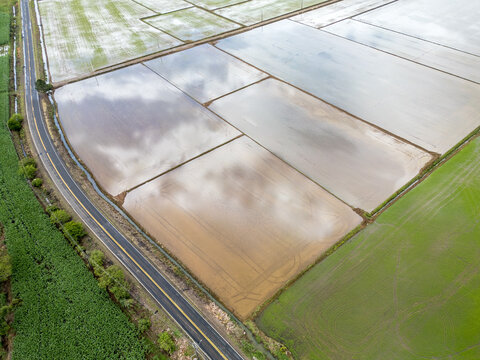 Planta&ccedil;&atilde;o de arroz e estrada SC 285