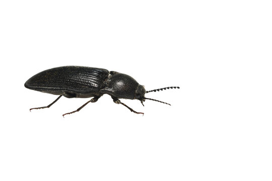 The black click beetle belongs to the click beetle family. This species is often completely black, sometimes with a slight metallic tint.