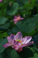 Fototapeta premium 神聖な花