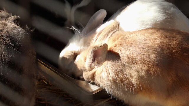 Close up of multicolored decorative rabbit eating food from a feeder. Zoo and rabbit farm