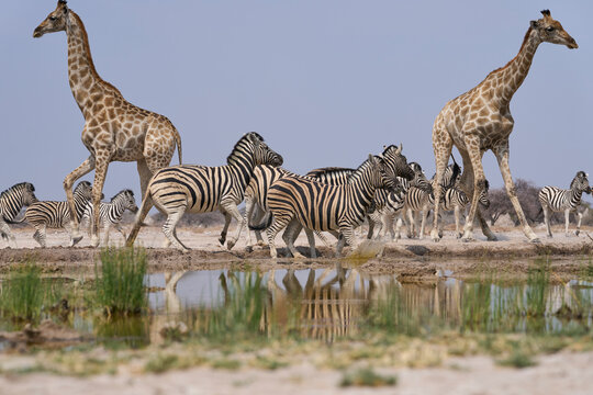 Mixed group of Giraffe (Giraffa camelopardalis angolensis) and Plains Zebra (Equus quagga) make a hasty exit from a waterhole in Onguma Nature Reserve abutting Etosha National Park, Namibia