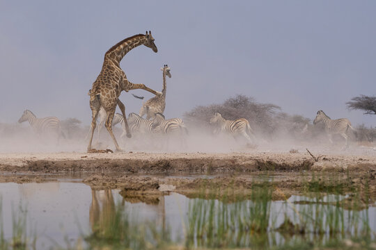 Mixed group of Giraffe (Giraffa camelopardalis angolensis) and Plains Zebra (Equus quagga) make a hasty exit from a waterhole in Onguma Nature Reserve abutting Etosha National Park, Namibia