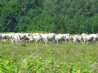 Obraz premium Cattle Herd on a Pasture
