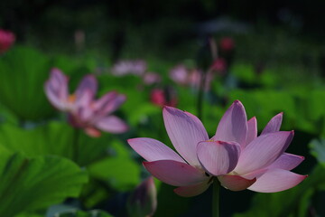 Obraz premium 神聖な花