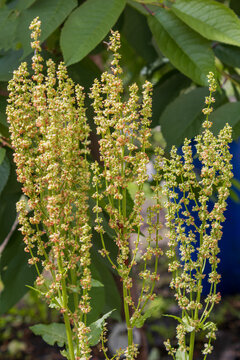 Flowering sorrel wild dock plant stalks standing tall in sunny summer garden courtyard, concept of organic farming harvest, traditional herbal medicine and natural botanical background