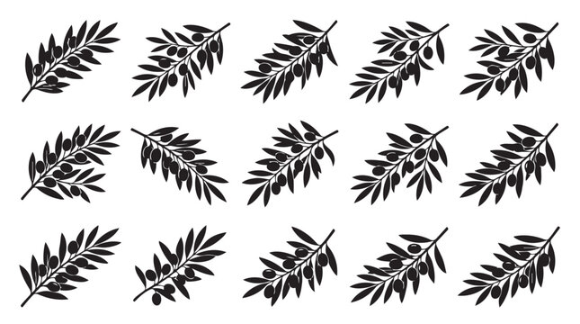 Set of detailed black silhouette olive branches with olives botanical ingredient silhouette