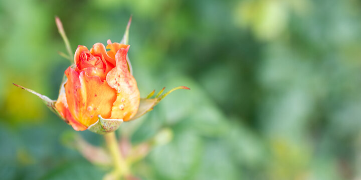 Orange rose bud with dew drops and green bokeh background