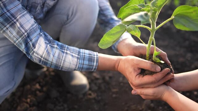 A man and a woman gently hold a small plant together in soil. The man and woman are focused on the plant, showcasing a shared moment of care for the growing plant.