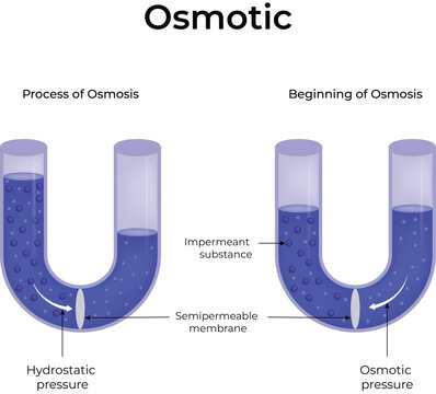 Osmosis process diagram with semipermeable membrane in U-shaped tube showing hydrostatic and osmotic pressure.