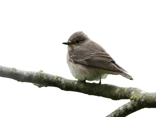 Fototapeta premium Spotted Flycatcher Bird Sitting on Branch isolated on transparent background