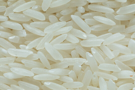 Close-Up of Thai Jasmine Rice Grains, Thailand's Famous Rice Variety