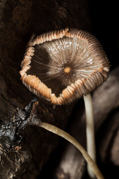 Coprinopsis atramentaria Growing on Decaying Tree Stump During Rainy Season