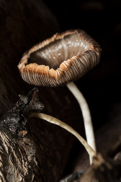Coprinopsis atramentaria Growing on Decaying Tree Stump During Rainy Season