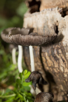 Coprinopsis atramentaria Growing on Decaying Tree Stump During Rainy Season
