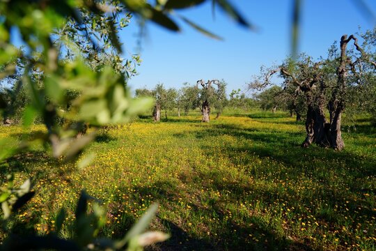 Agriculture landscape in Modugno in Apulia region of Southern Italy. Spring view of olive tree grove with yellow flowers.