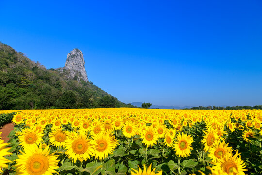 Sunflower Field with Limestone Mountain Under Clear Blue Sky
Description