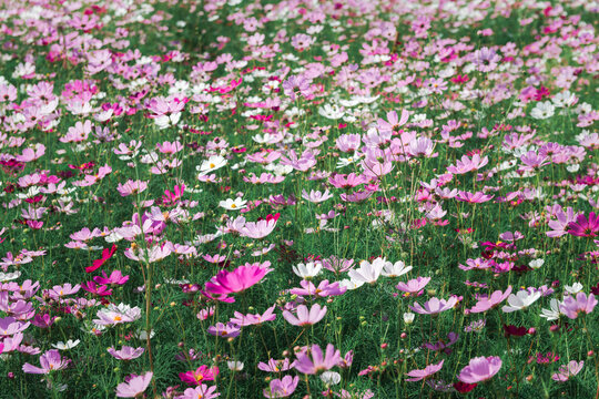 Blooming Cosmos Flower Meadow in Pink and White Colors