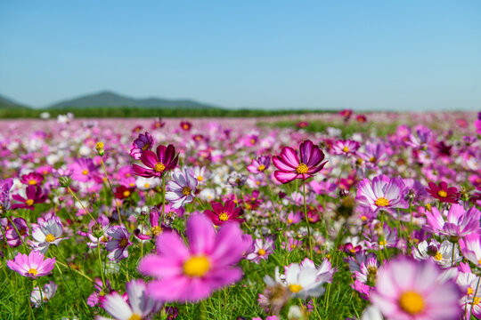 Colorful Cosmos Flower Field Under Clear Blue Sky