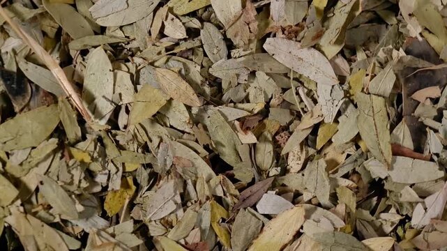 Dried senna leaves rotating on plate with dark background for herbal medicine concept