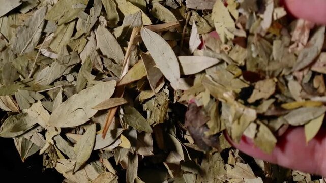 Dried senna leaves rotating with hand picking  with dark background for alternative medicine concept