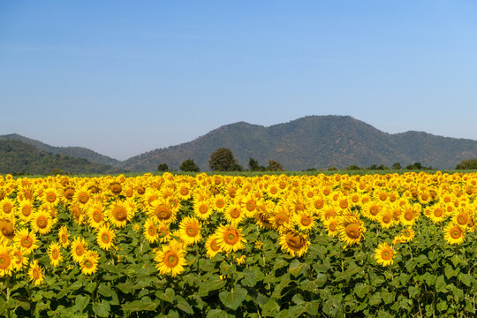 Sunflower Field with Mountain View Under Clear Sky
