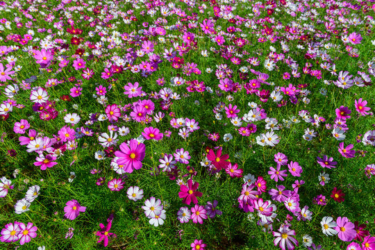 Colorful Pink and White Cosmos Flowers Blooming in Lush Green Field