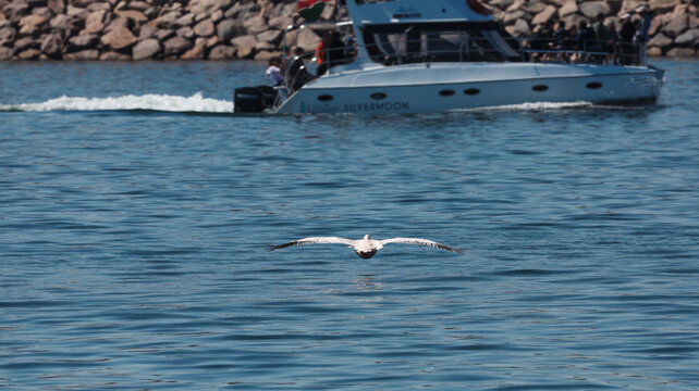 Walvis Bay, Namibia - May 26, 2025: Bird gliding over water while boat passes in Walvis Bay Namibia during sunny day