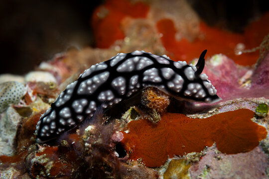 Nudibranch @ Komodo, Indonesia