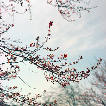 cherry blossom in spring