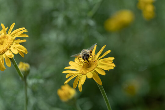 Hoverfly on yellow flower in summer garden