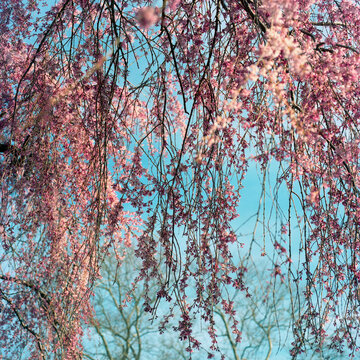 cherry blossom in spring