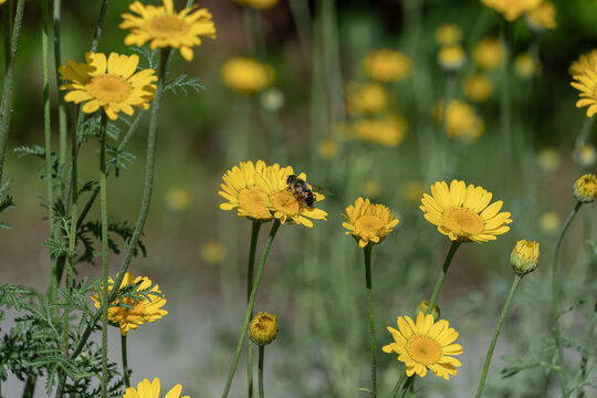 Hoverfly pollinating yellow wildflower meadow
