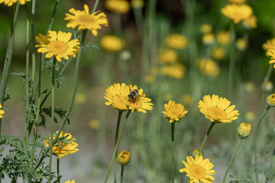 Hoverfly on yellow wildflower in natural garden