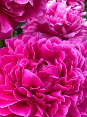 Vibrant pink peony blossoms in full bloom, creating a lush floral background © dvoevnore