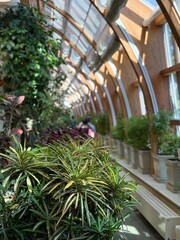 Greenhouse interior with diverse plants and natural light creating a serene botanical atmosphere © dvoevnore