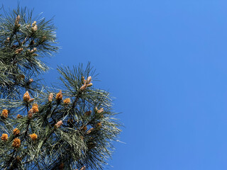 Pine tree branch with cones against a clear blue sky suitable as nature-themed background © dvoevnore