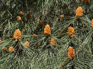 Pine tree with young orange cones and green needles creating a natural background texture © dvoevnore