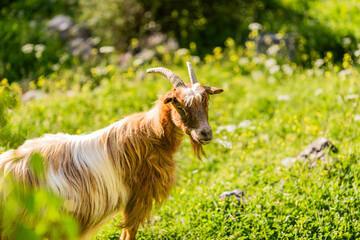 Fototapeta premium Free ranging goat from spilari village grazing in the mountains above kotor montenegro.