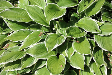 Closeup of sunlit green and white Hosta foliage, Derbyshire England  © Judith