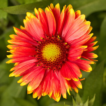 Kokardenblume