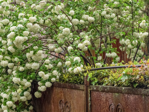 ornamental shrub viburnum buldenezh (Viburnum opulus 'Roseum')