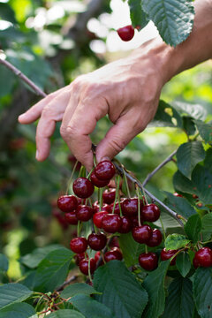 Hands picking ripe red cherries from a tree branch in summer orchard. Fresh organic fruit harvest, close-up of juicy cherries with green leaves in sunlight.