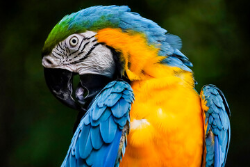 Naklejka premium Close up the blue macaw parrot bird in garden