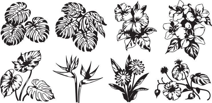 Tropical plants monstera flowers hibiscus bird of paradise daisies and leaves nature.