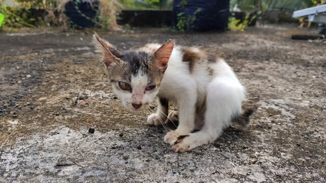 A cat scratches its scalp due to itching caused by skin diseases such as fungal infections, mites or scabies, and fleas.