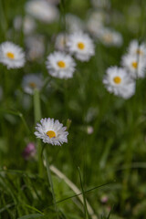 Field of wild Marguerite (Bellis perennis) daisy flowers, Camomile flowerbed, close-up. White, pink, yellow small daisy flowers and green grass in the park in springtime © Антонина Шатревич