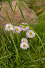 Field of wild Marguerite (Bellis perennis) daisy flowers, Camomile flowerbed, close-up. White, pink, yellow small daisy flowers and green grass in the park in springtime © Антонина Шатревич